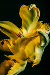 Avenue Tulips