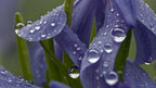Two Thousand Raindrops